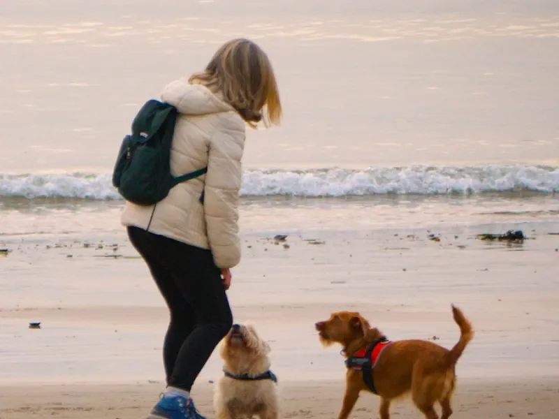Playa de perros