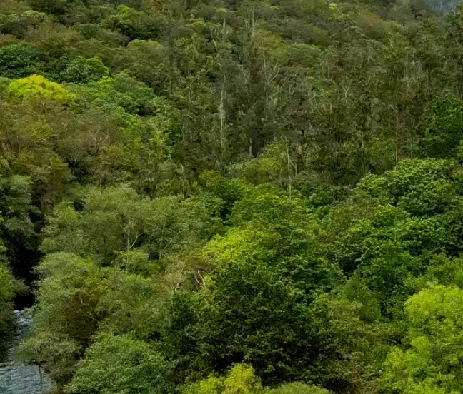Bosque atlántico