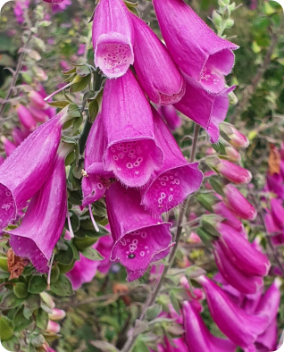 Flores rosas