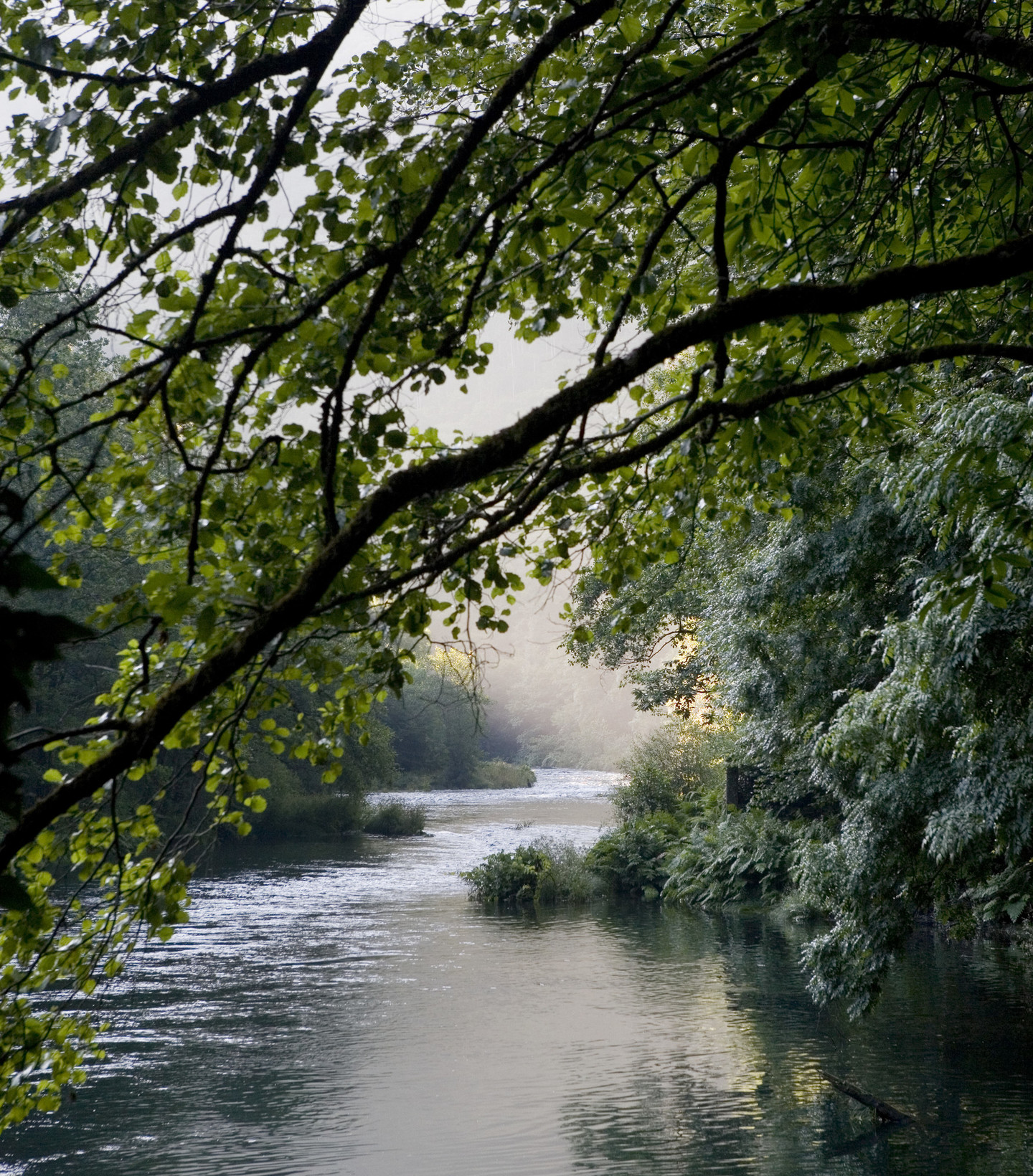 Río con árboles a los lados