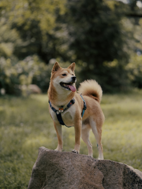 Perro mirando a lo lejos subido a una piedra