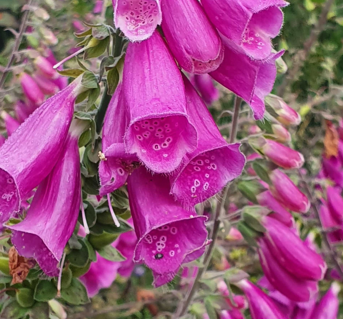 Flores