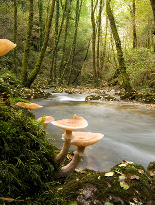 Otoño en Eume