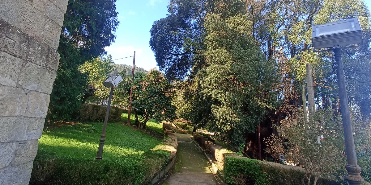 Arbol Metrosideros Excelsa