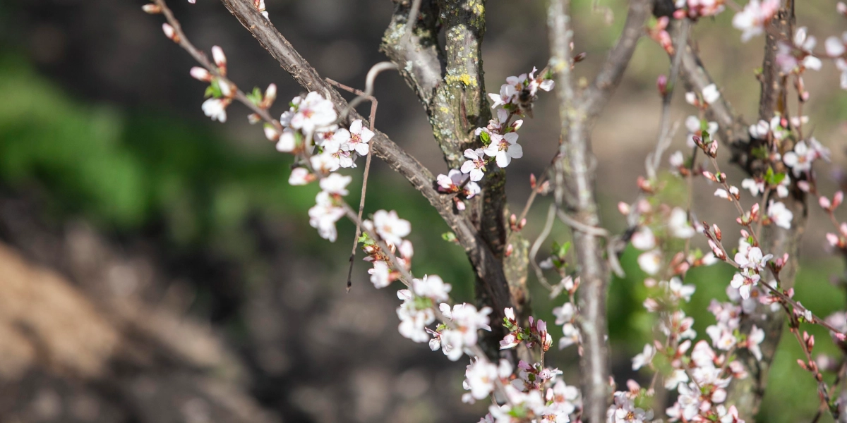 Árbol de cerezo en flor