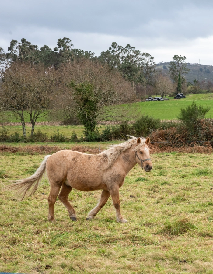 Caballo en la Serra de Forgoselo