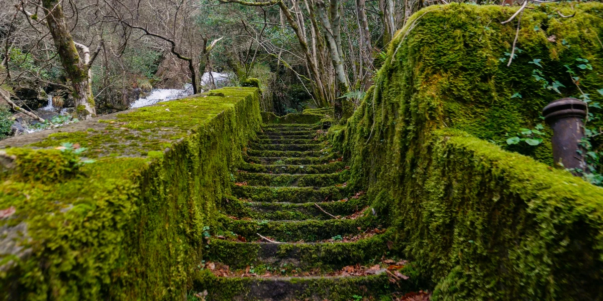 Escalera con musgo
