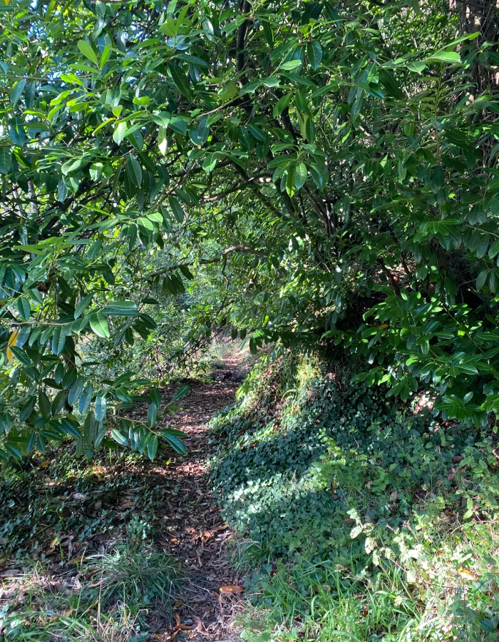 Cascada de Mazoca