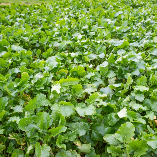 Campo de grelos verdes