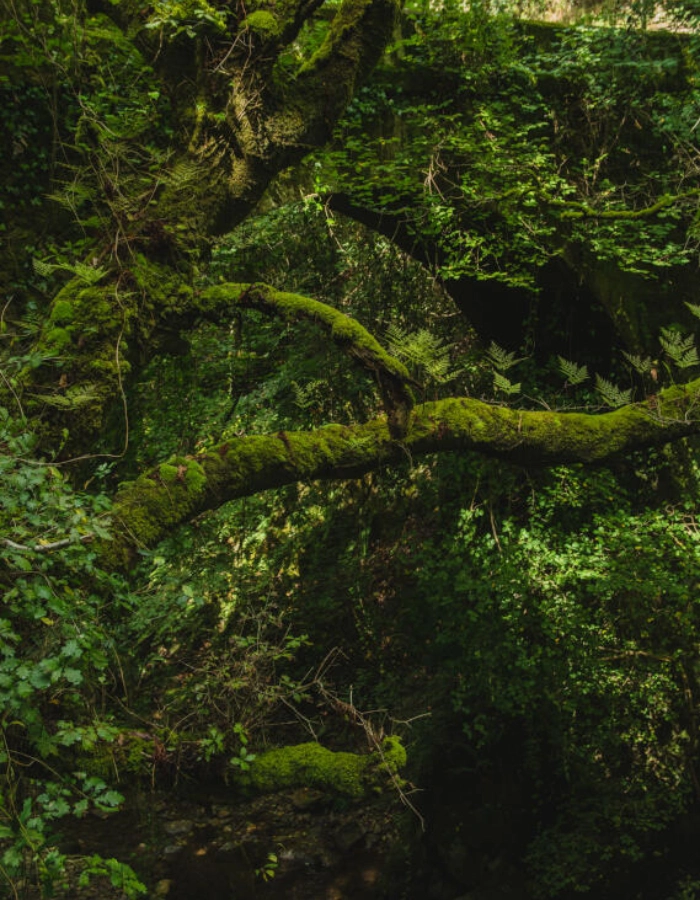 Naturaleza