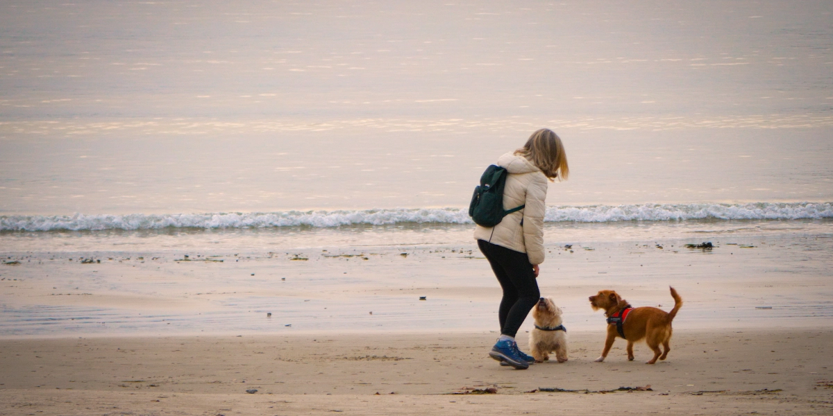 Perros en la playa