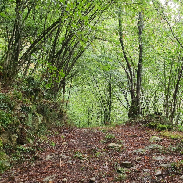 Sendero Fragas do Eume