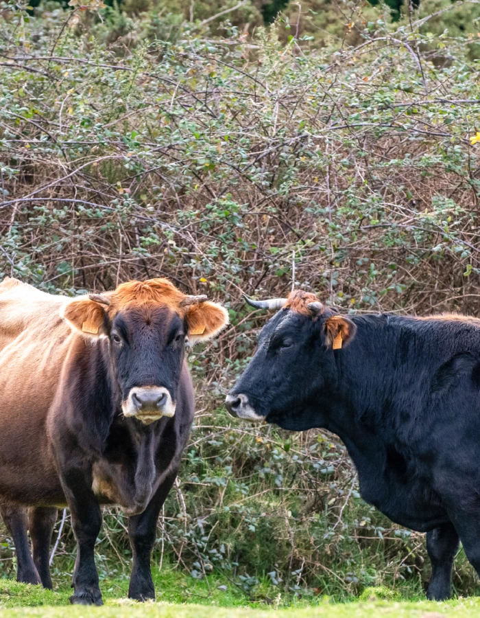 Vacas en la Serra de Forgoselo