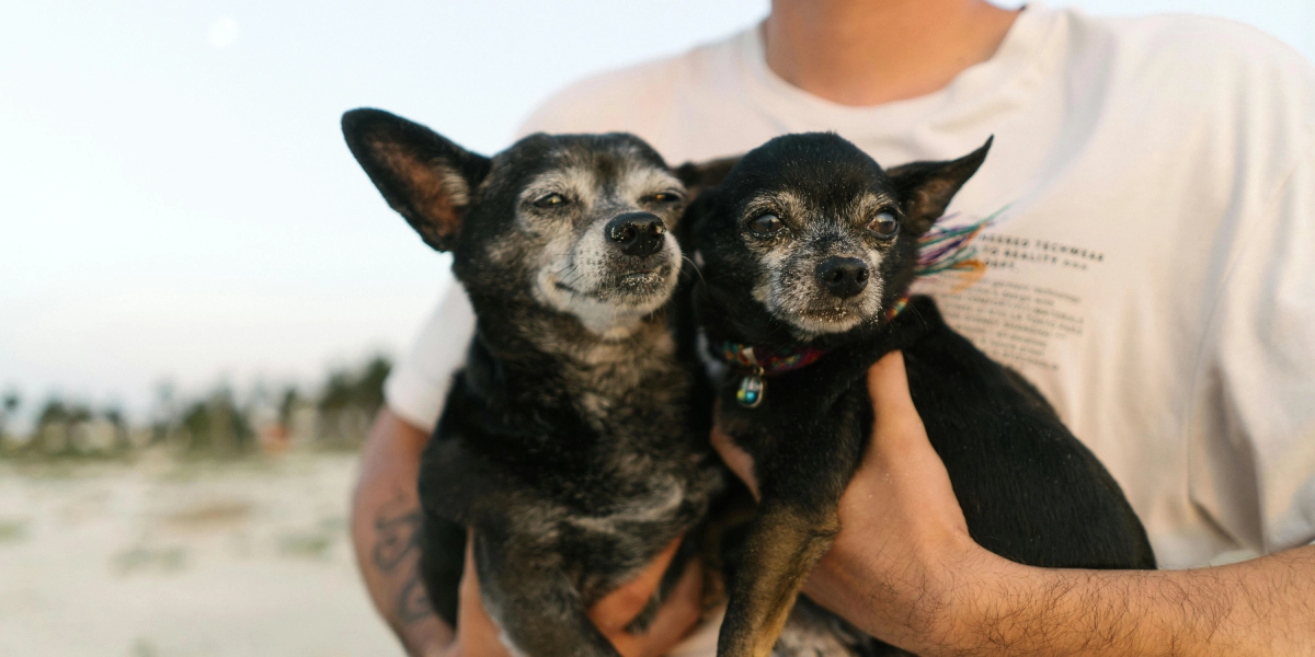 Perros en la playa