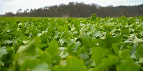 Huerto