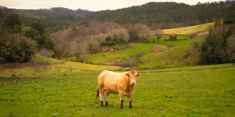 Vaca en la Comarca del Eume