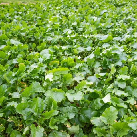 Campo de grelos verdes