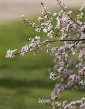 Cerezo en flor