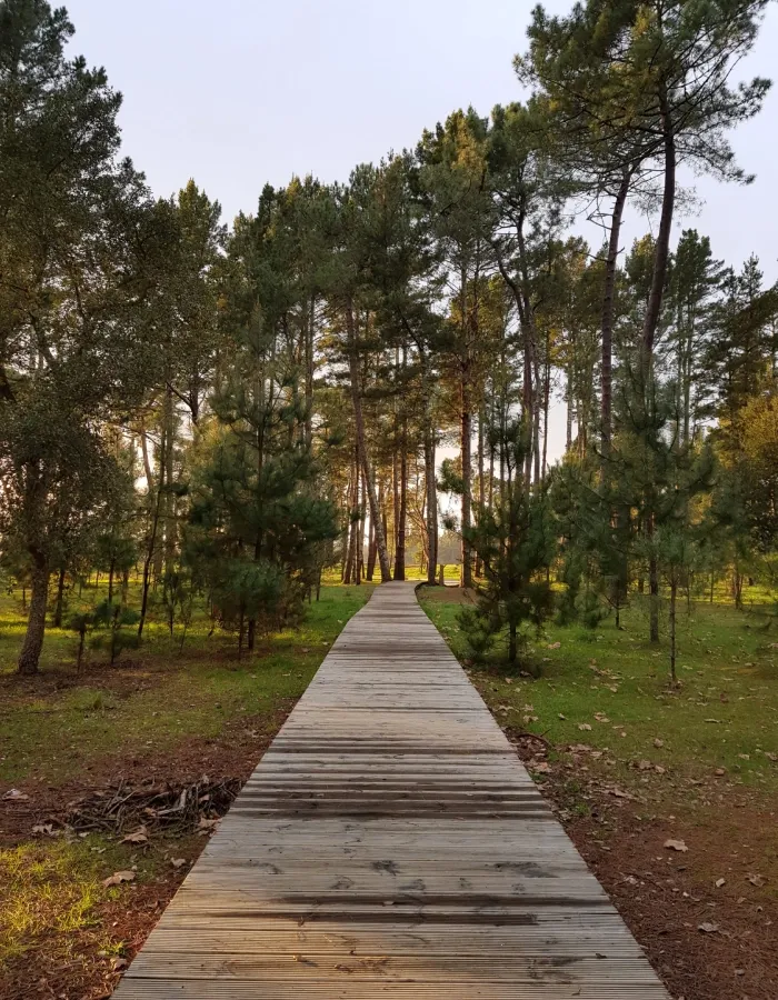 Pinar de la Madalena