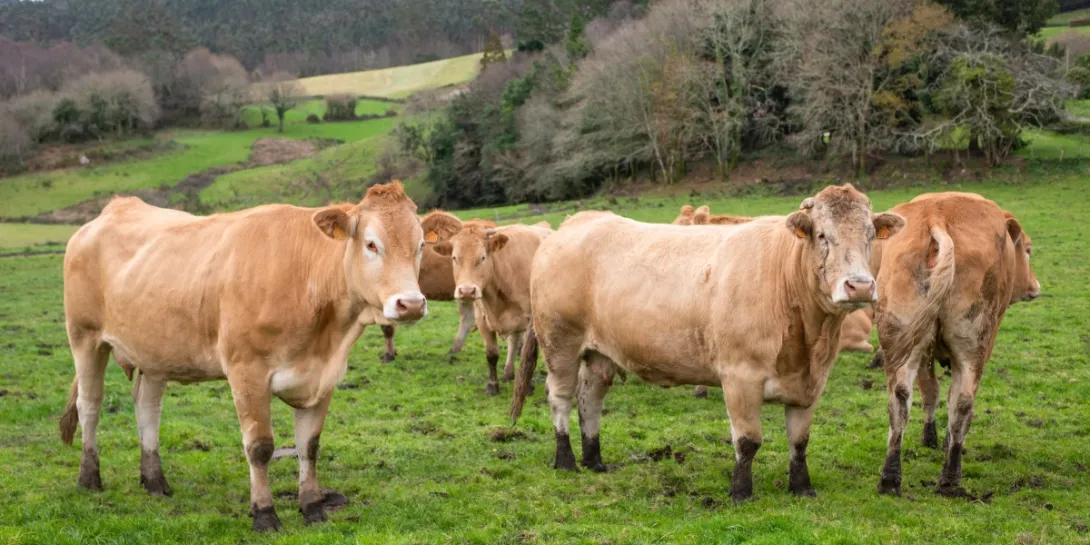 Vacas en la Serra de Forgoselo